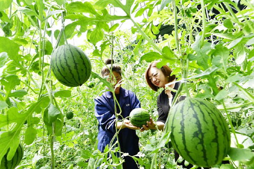 西集鎮(zhèn)九大農(nóng)產(chǎn)品喜獲綠色食品認(rèn)證，農(nóng)業(yè)綠色發(fā)展邁上新臺(tái)階